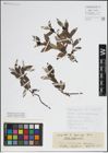 Foto von Salix lapponum L.